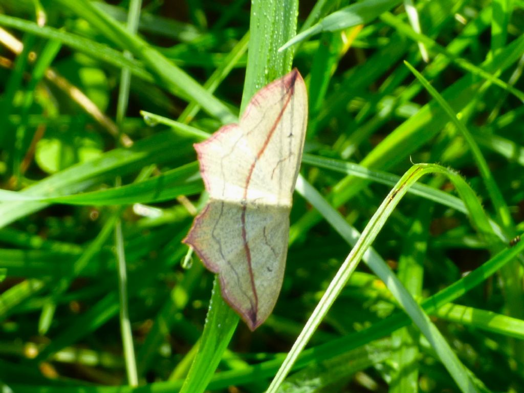 Timandra comae